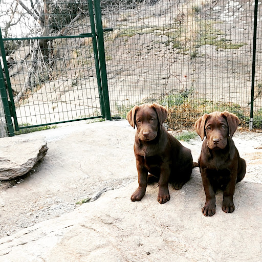 Pensioni per cani e dog hotel a Pensione per cani Megan & Co e Allevamento Labrador Alpine otter