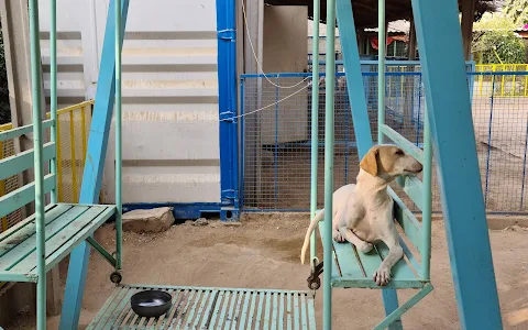 ACF Animal Rescue (Shelter) - Ayesha Chundrigar Foundation image