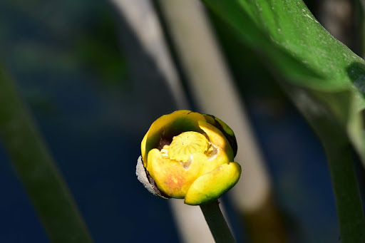 Nature Preserve «Jug Bay Wetlands Sanctuary», reviews and photos, 1361 Wrighton Rd, Lothian, MD 20711, USA