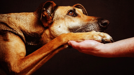 Zen4AllDogs Academie BeNe Ingang ‘t Klein Veldt, Churchilllaan 64, 2900 Schoten, Belgique