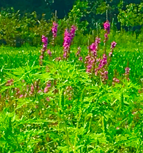 Grocery Store «Grasso Girls Farm Market», reviews and photos, 353 Wolfert Station Rd, Mullica Hill, NJ 08062, USA