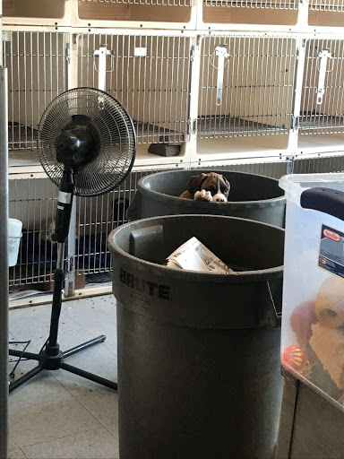 Pet Store «Pet Connection», reviews and photos, 1441 W State St, Alliance, OH 44601, USA