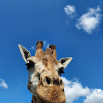 Photo n° 1 de l'avis de Sophie.o fait le 23/08/2021 à 13:27 pour Natur'Zoo De Mervent à Mervent