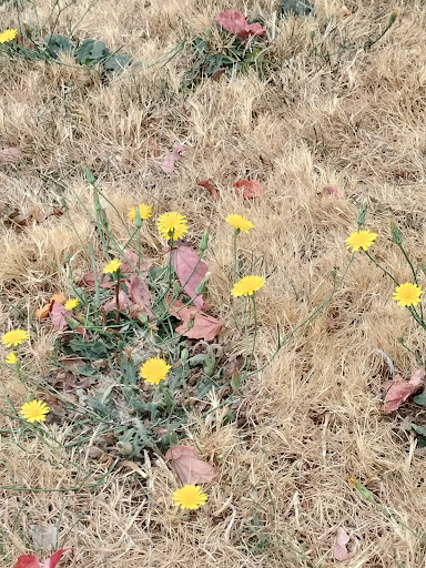 Shopping Mall «The Commons At Federal Way», reviews and photos, 1928 S Commons, Federal Way, WA 98003, USA