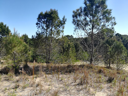 Bosque de la Viuda