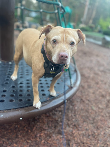 Park «Viewpoint Park», reviews and photos, 134th & NE 24th Street, Bellevue, WA 98005, USA