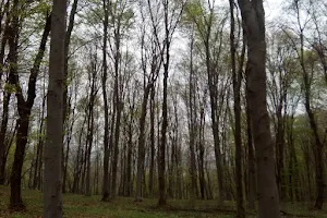 Pădurea Făget image