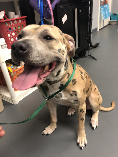 Suite Dreams Boarding & Groom