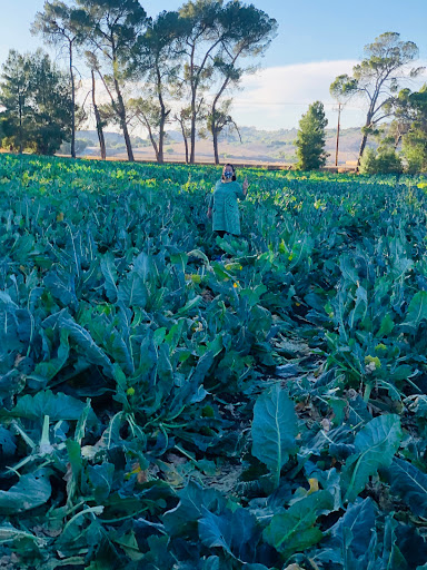 Produce Market «Underwood Family Farms», reviews and photos, 3370 Sunset Valley Rd, Moorpark, CA 93021, USA