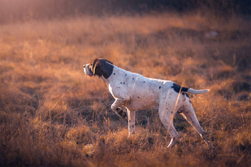 Dog trainer Grand Prairie