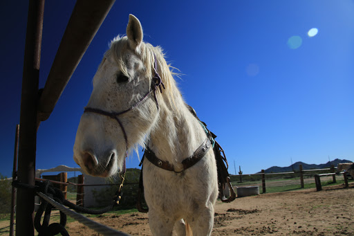 History Museum «Pioneer Living History Museum», reviews and photos, 3901 W Pioneer Rd, Phoenix, AZ 85086, USA