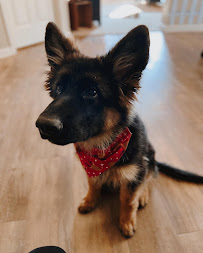 Berger's Paws - Photo 7 - Car repair in , Allentown