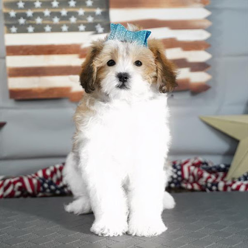 Pet Store «Pet Planet», reviews and photos, 11968 S Redwood Rd, Riverton, UT 84065, USA