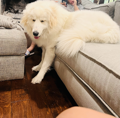 Pet Supply Store «PetSmart», reviews and photos, 5709 Liberty Grove Rd, Rowlett, TX 75089, USA