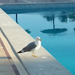 Photo n°16 de l'avis de Louise.o fait le 09/01/2023 à 20:54 sur le  Albufeira Jardim à Albufeira