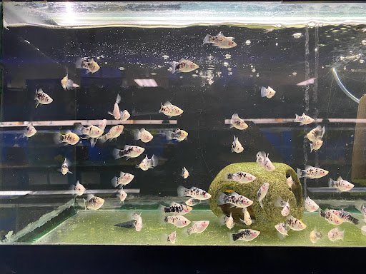 Tropical Fish Store «House of Tropicals Inc», reviews and photos, 7389 Baltimore Annapolis Blvd, Glen Burnie, MD 21061, USA