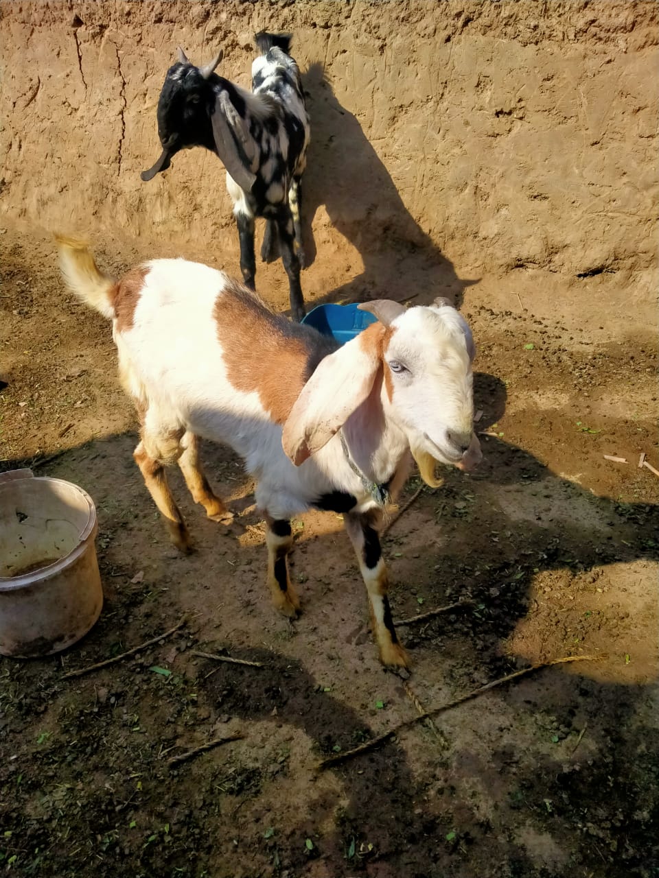 Bukhari Animals Forms