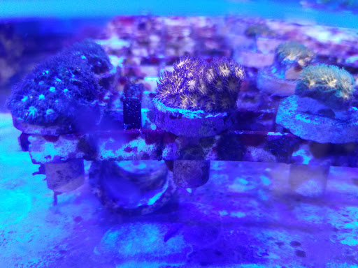 Pet Store «Creative Aquariums of Tampa», reviews and photos, 150 S Dale Mabry Hwy, Tampa, FL 33609, USA