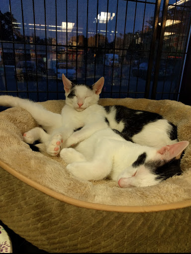 Pet Store «Pet Valu», reviews and photos, 217 Lancaster Ave, Ardmore, PA 19003, USA