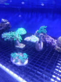 Dream Aquarium 1 - Photo 8 - Car repair in Hialeah, FL, Hialeah