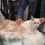 Photo n° 10 de l'avis de Lili.e fait le 10/02/2023 à 14:30 pour Lave ta patte - Salon de toilettage canin et félin à Escalquens