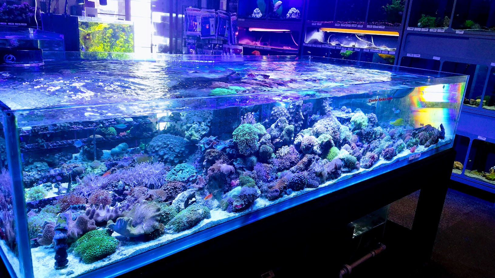 Elegant Reef - Tropical Fish Studio