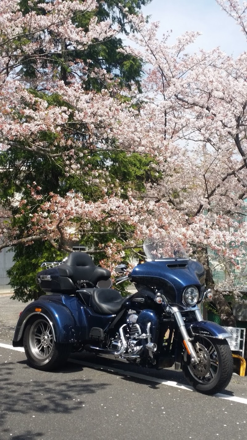 藤枝市 瀬戸川の桜トンネル 静岡県藤枝市志太 観光名所 グルコミ