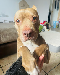 Buxters Paw Pet Sitting - Photo 5 - Car repair in , Providence