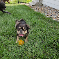 Pet Caregiver LLC - Photo 3 - Car repair in , Des Moines