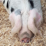 Photo n° 5 de l'avis de Pascal.e fait le 07/04/2019 à 17:03 pour Ferme de la Bergerie nationale de Rambouillet à Rambouillet