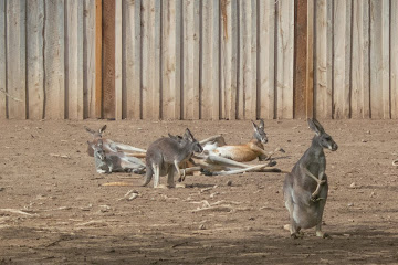 Alameda Park Zoo