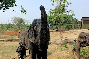 Nandan Kanan Zoo Safari image