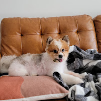 Adonis Pet grooming - Photo 8 - Car repair in Corona, NY, New York