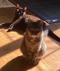 Happy Tails Petsitting - Photo 8 - Car repair in Buffalo, NY, Buffalo