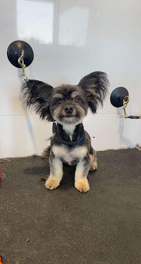 Glamour Paws - Photo 1 - Car repair in Sioux Falls, SD, Sioux Falls