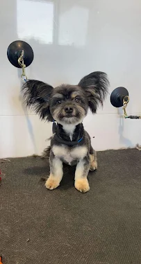 Glamour Paws - Car repair in Sioux Falls, SD, Sioux Falls - Rated 4.9/5