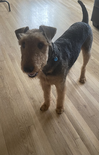 Pet Supply Store «Pet Supplies Plus», reviews and photos, 3100 Manchester Rd, Akron, OH 44319, USA