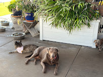 PoshPaws - Photo 5 - Car repair in Coronado, CA, San Diego