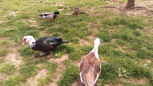 Picnic Ground «Gateway Island», reviews and photos, 1875 W College St, Murfreesboro, TN 37129, USA