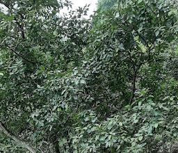 Air Terjun Cuban Canggu photo