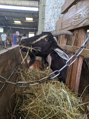 La Chèvre Rit - Ferme et Jardin Pédagogique / Fromage à Granville