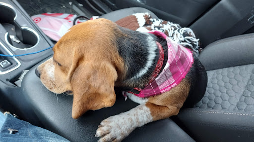 Pet Supply Store «Petco Animal Supplies», reviews and photos, 4820 South Baldwin Road #3B, Orion Township, MI 48359, USA