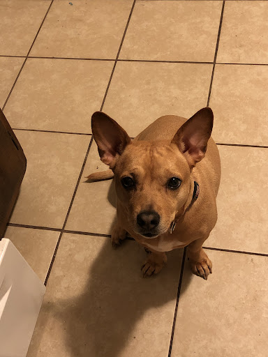 Clanton Jimmy DVM image