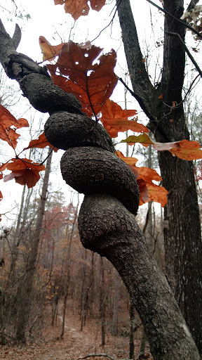 National Park «Kennesaw Mountain National Battlefield Park», reviews and photos, 900 Kennesaw Mountain Dr, Kennesaw, GA 30188, USA