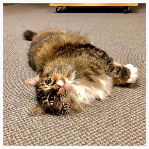 Used Book Store «The Corvallis Book Bin», reviews and photos, 215 SW 4th St, Corvallis, OR 97333, USA