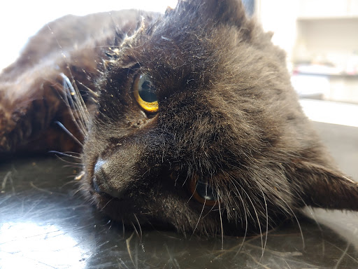 Tierarztpraxis Braunfels unter Braunfels, Hessen