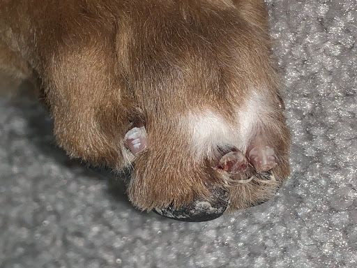 Pet Supply Store «Dog Krazy, Inc.», reviews and photos, 10681 Spotsylvania Ave, Fredericksburg, VA 22408, USA