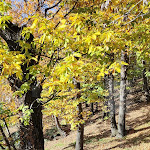 Photo n°20 de l'avis de Gianluca.a fait le 28/11/2022 à 19:39 sur le  Quercus à Uggiate Trevano