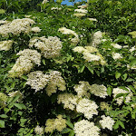 Photo n°4 de l'avis de Ciro.e fait le 17/06/2018 à 13:59 sur le  Agriturismo Casera Vecia à Limana