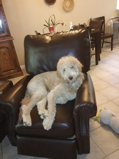 Pet Supply Store «PetSmart», reviews and photos, 865 Colusa Ave, Yuba City, CA 95991, USA